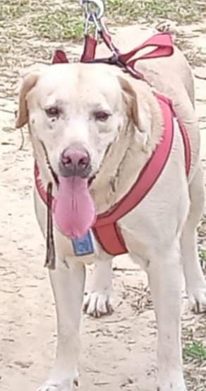 Last farewell to Subedar Dog Jack, SP also gave final salute