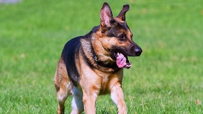 Hathras News: पटाखों के शोर से खूंखार हुए कुत्ते, 206 लोगों को काटा Dogs frightened by the noise of firecrackers
