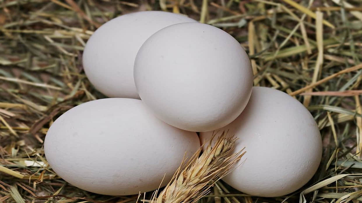 Are eggs vegetarian or non-vegetarian The answer might surprise you