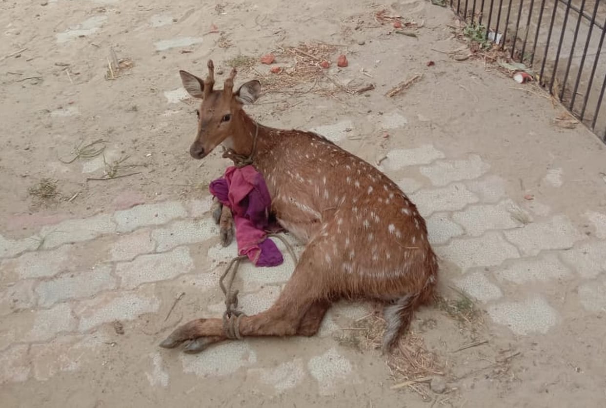 water,Jungle,deer