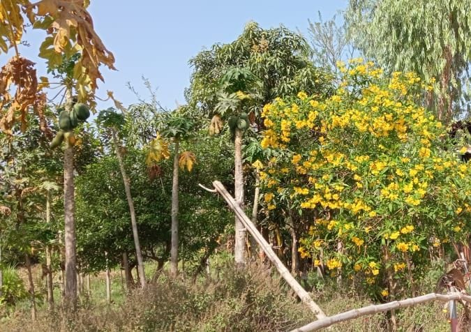 Moong, Urad and Maize crops drying up