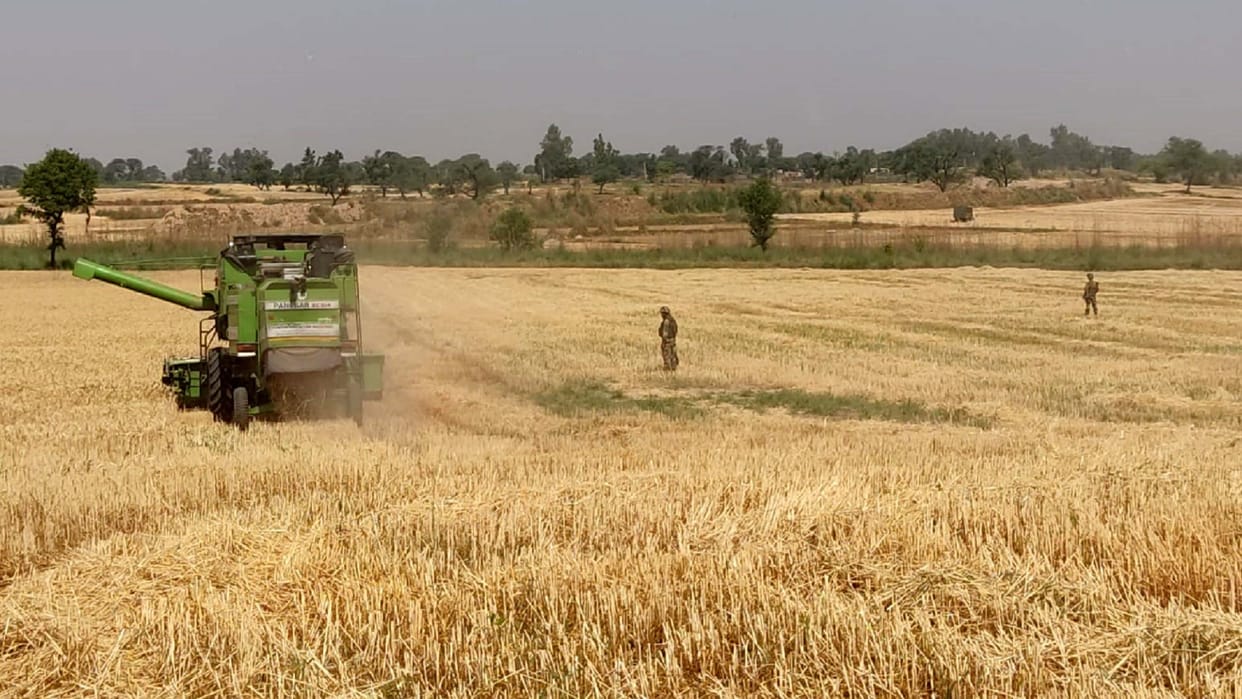 Wheat crop growing after ceasefire at Hiranagar border, farmers started harvesting wheat crop