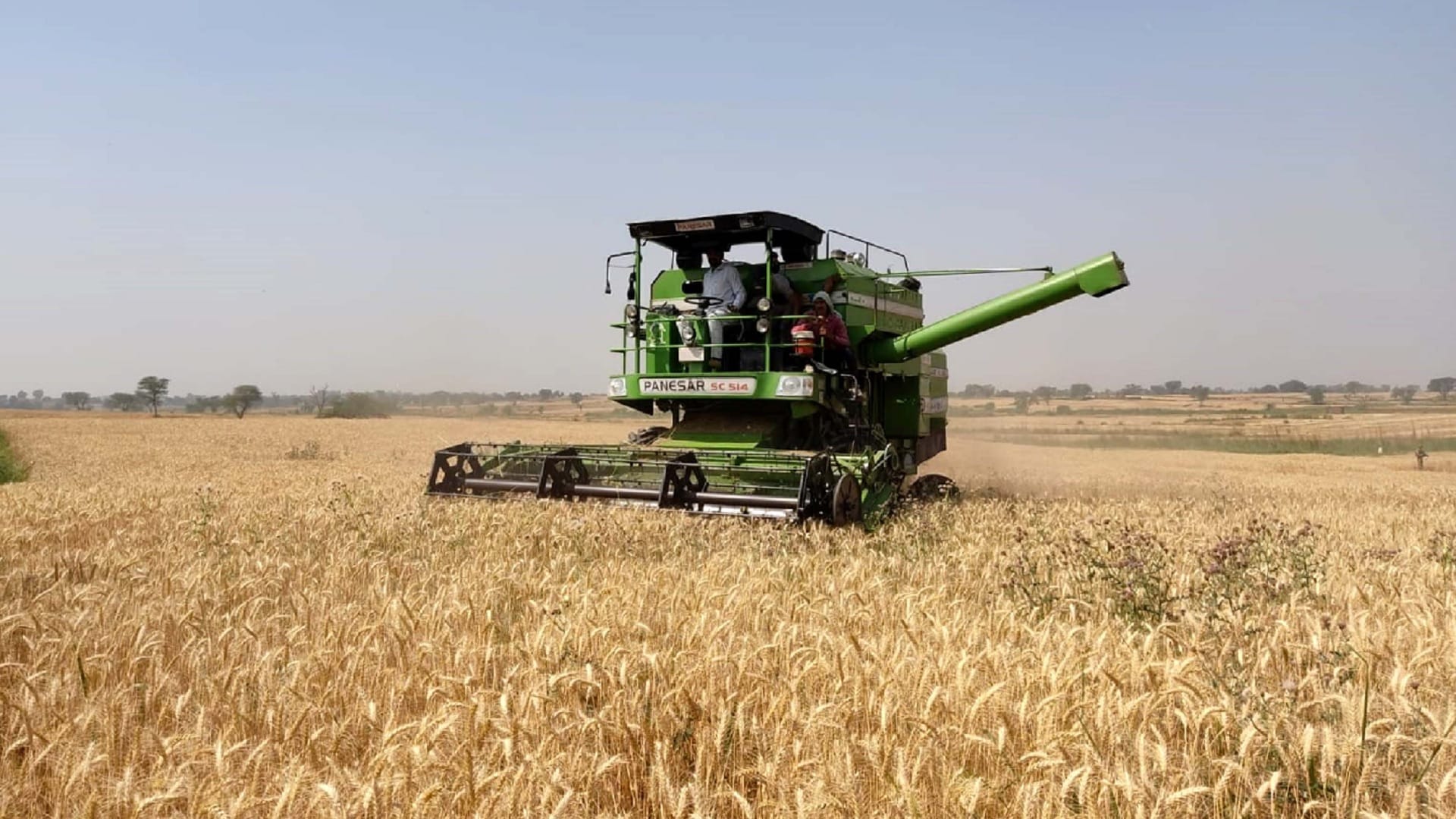 Wheat crop growing after ceasefire at Hiranagar border, farmers started harvesting wheat crop