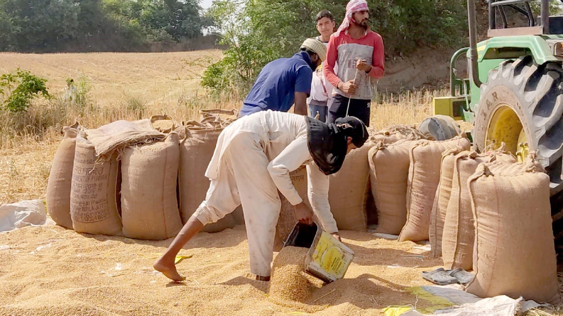 Wheat crop growing after ceasefire at Hiranagar border, farmers started harvesting wheat crop