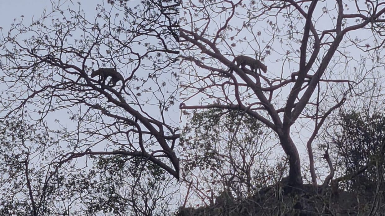Two leopards spotted near Gumman Railway station Parwanoo Solan Himachal Pradesh