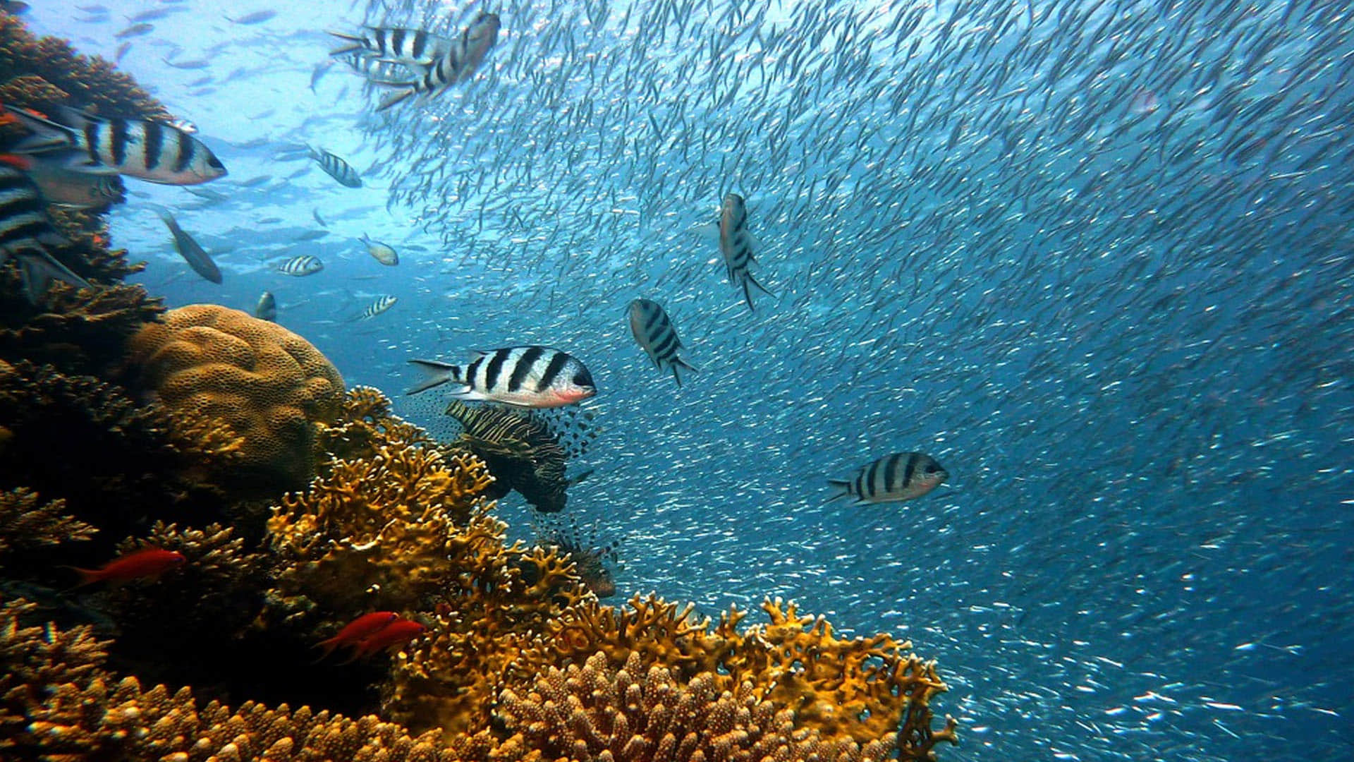 Mysterious Creature looking like alien bag found in pacific ocean sea