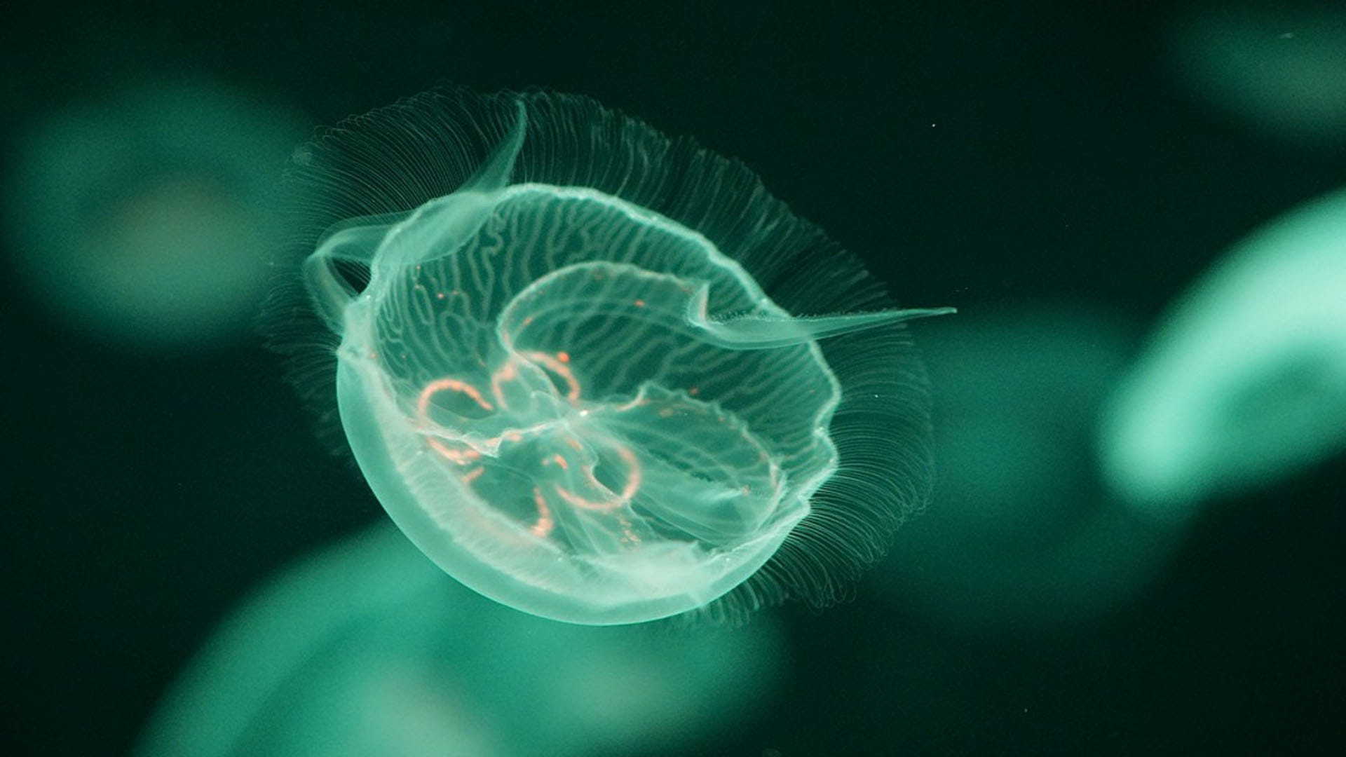 Mysterious Creature looking like alien bag found in pacific ocean sea