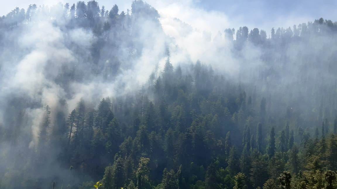 fire in forest