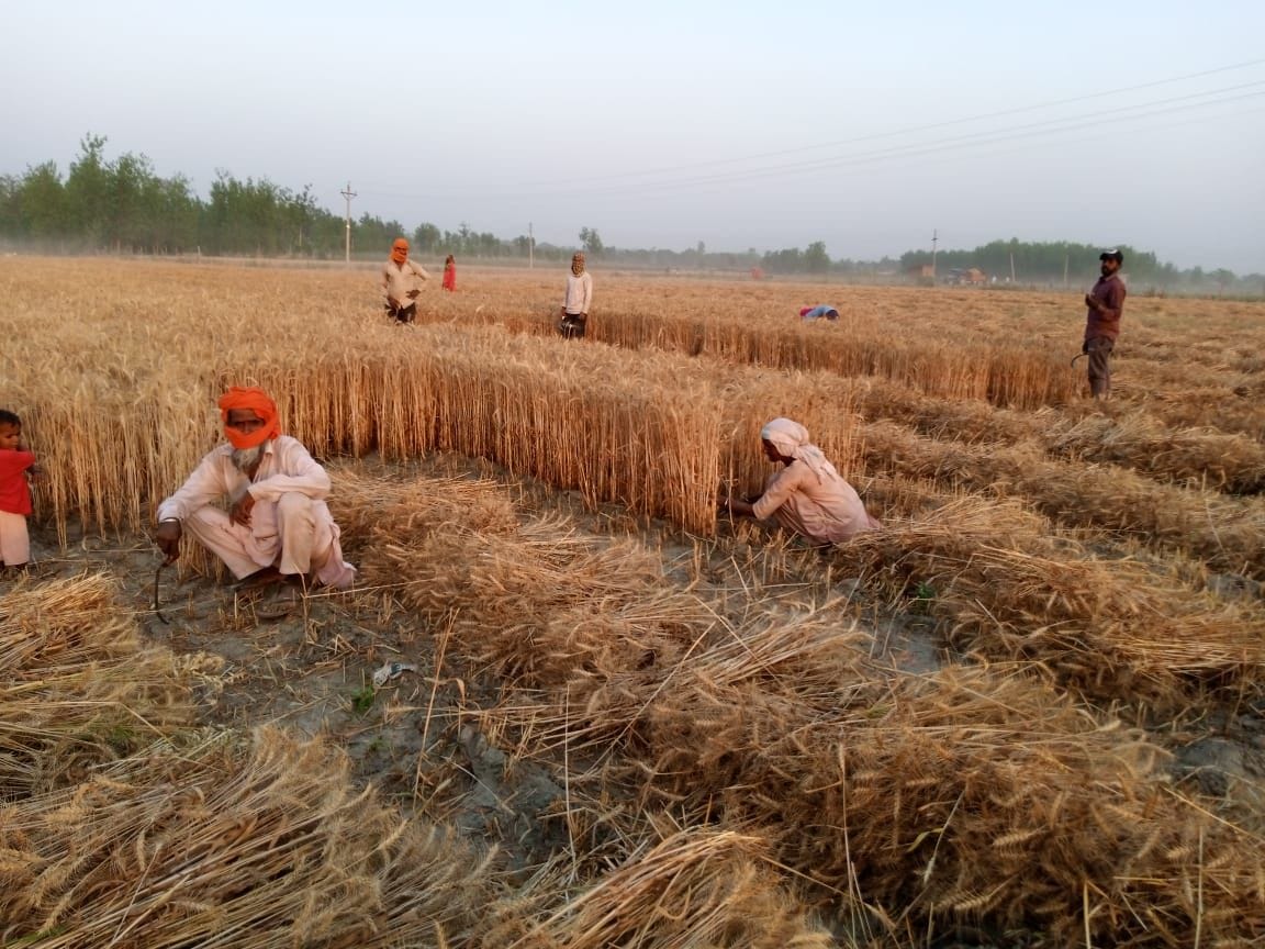 Hardly meeting the cost of wheat crop, farmers upset