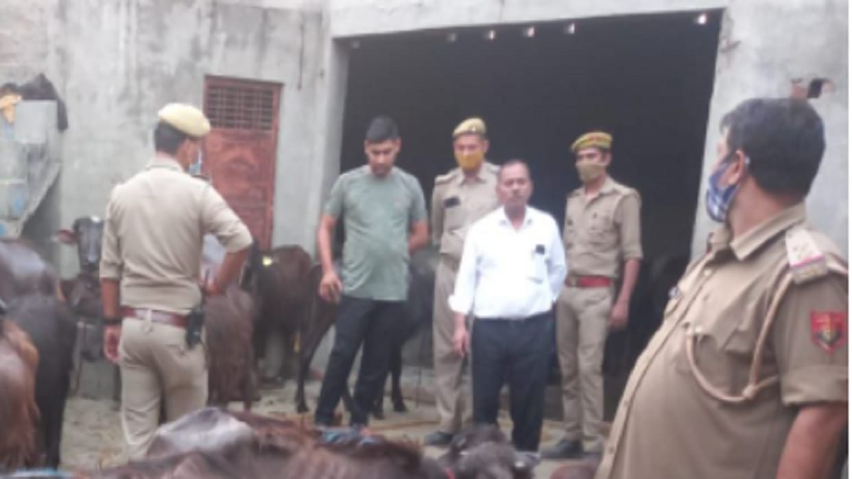Baghpat News: six accused arrested during police raid and 80 animals recovered