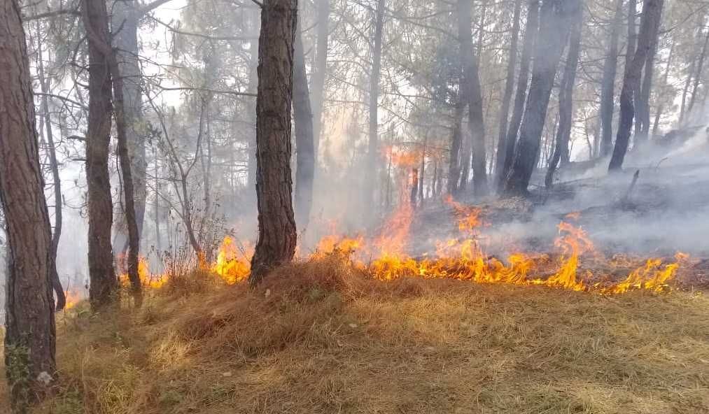 Fire Broke In Bageshwar Forest