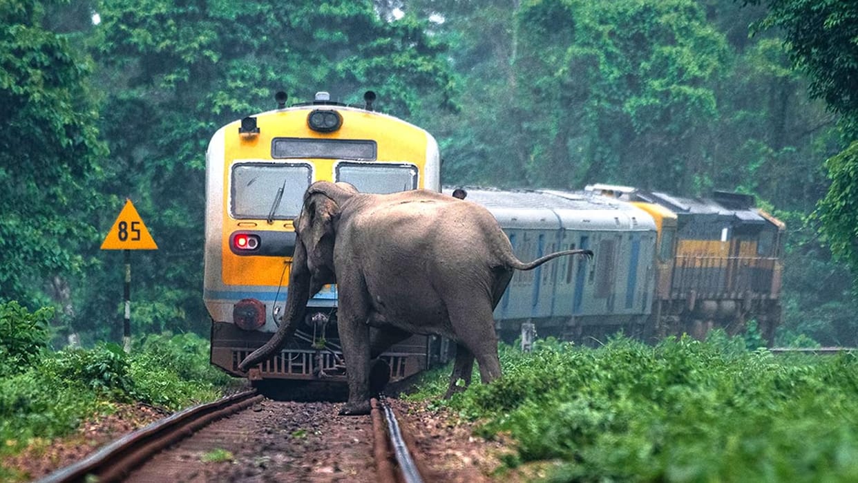Despite railways Plan Bee elephants continue to die on rail tracks 48 killed since 2019 news in hindi