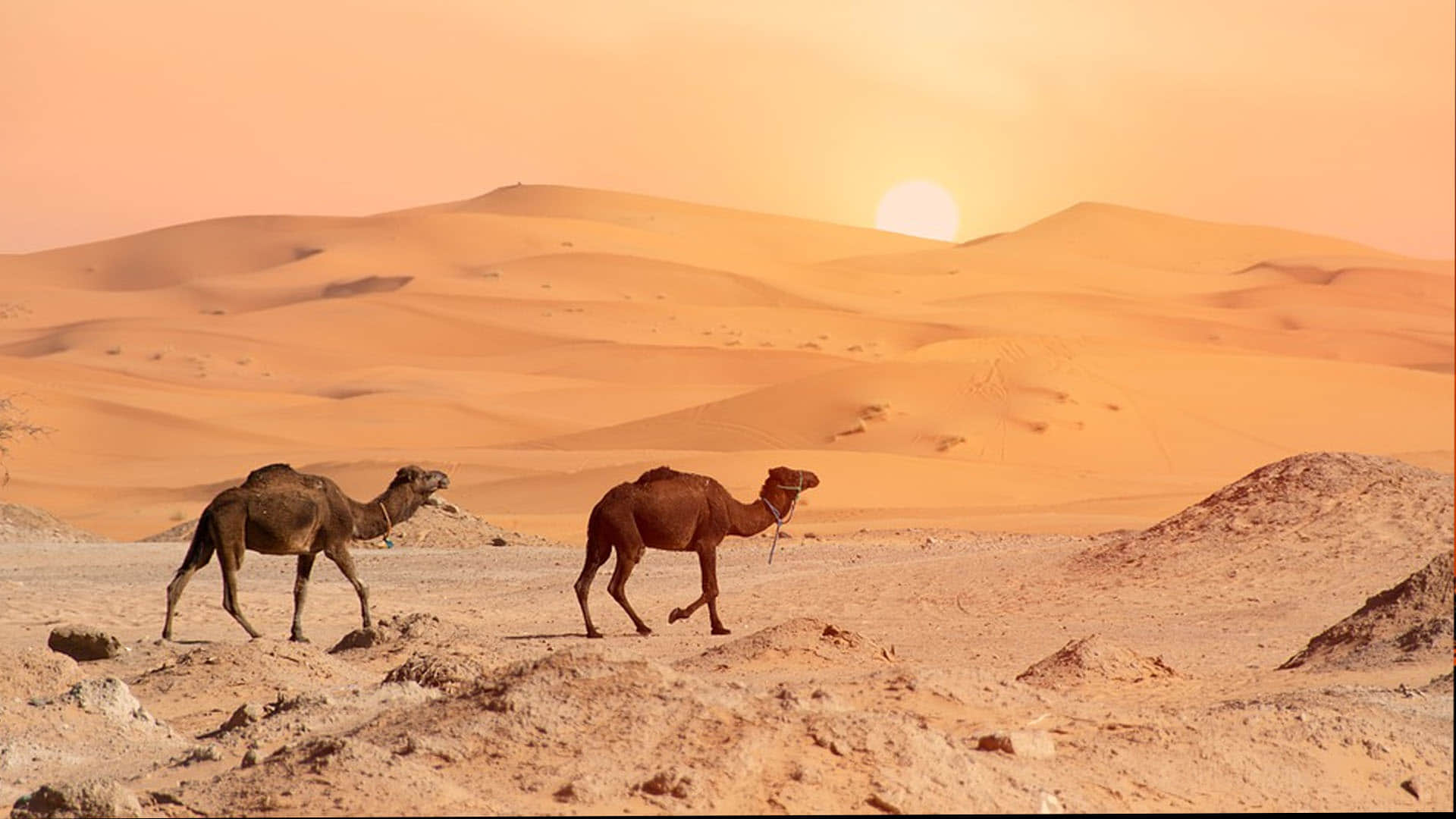 India Pakistan Heat Wave Warning Know What Scientist Said News in hindi
