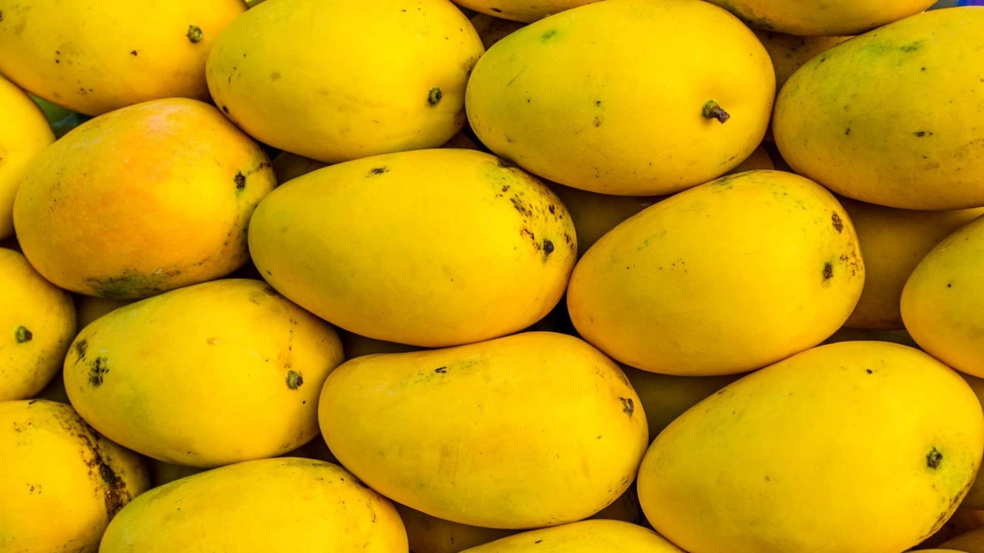 people are not buying mango due to increase price of mango in Ajmer of Rajasthan