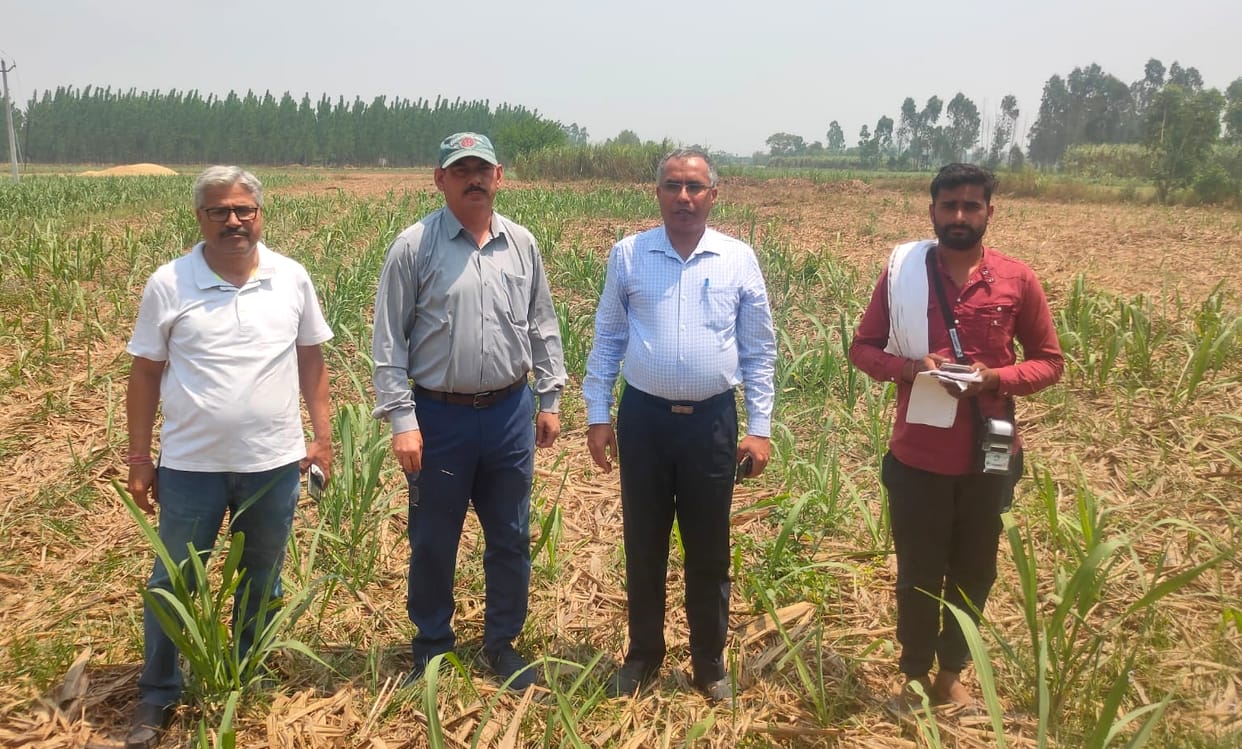 450 employees engaged in sugarcane survey