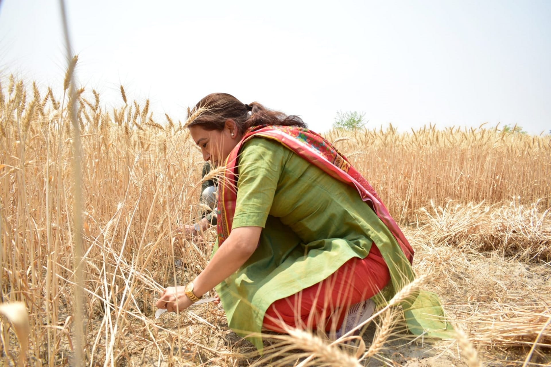 Cabinet Minister Rekha Arya harvested wheat with women, sitting in tractor, See photos