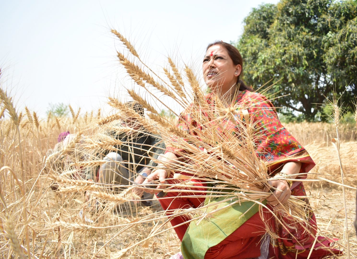 Cabinet Minister Rekha Arya harvested wheat with women, sitting in tractor, See photos