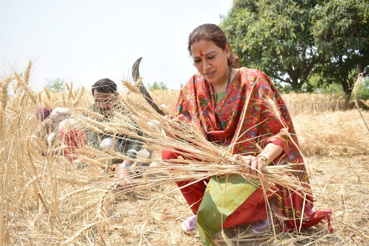 Seeing the women cutting wheat, the minister got down to the field with a sickle