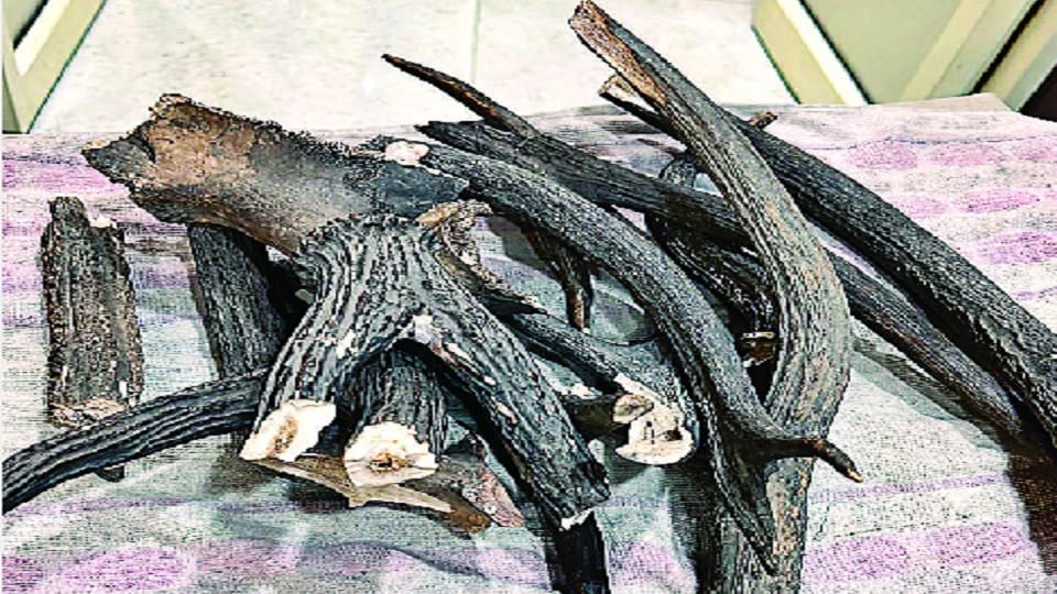 23 year old girl arrested for smuggling reindeer horn in delhi