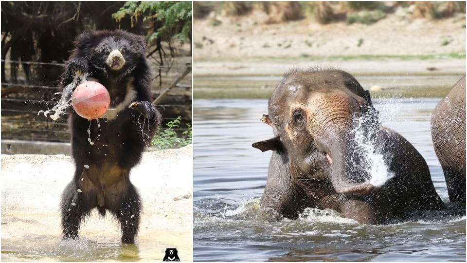 elephants and bear bathing in swimming pool at conservation center Wild life sos