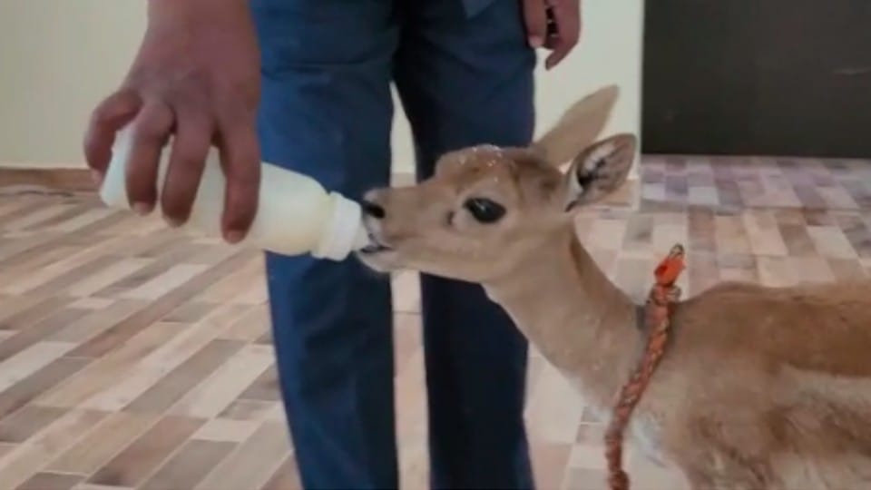 Madhya Pradesh: In Betul, the forest department is taking care of the newborn black deer like a human child, an employee has been posted for the sake of care.
