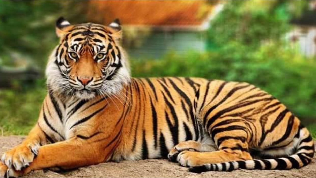 Missing tigress Rajaji Tiger Reserve Additional trap cameras installed in range to trace Uttarakhand news