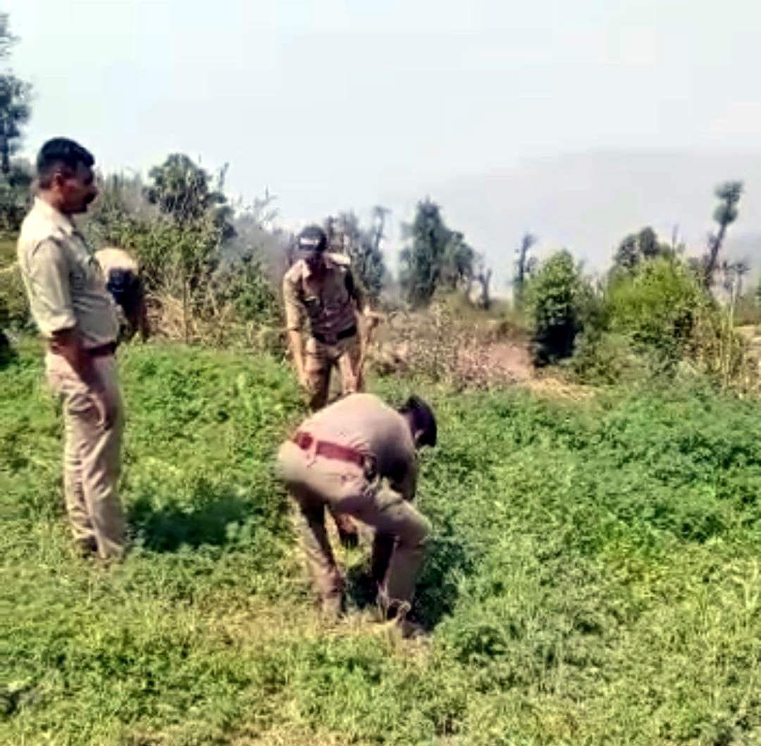 12 drains destroyed the cultivation of cannabis grown in the land