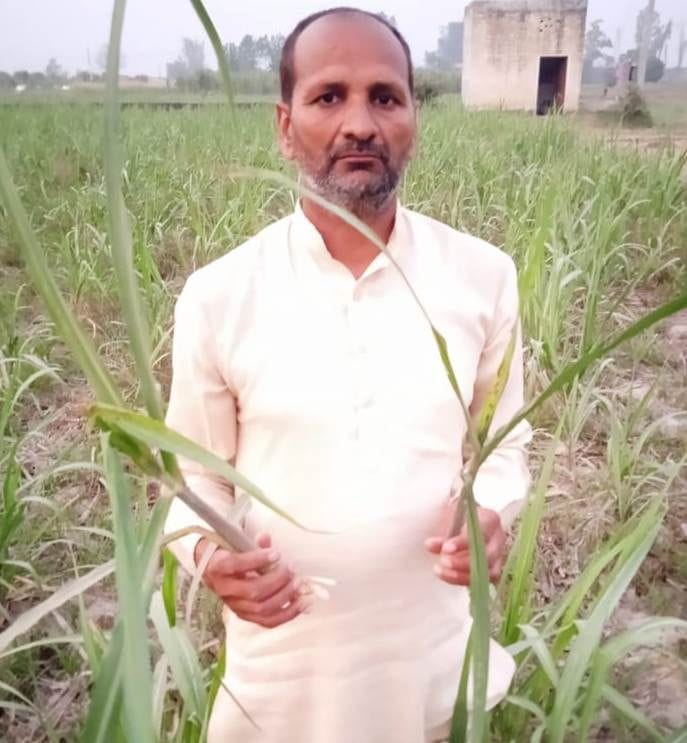 Sugarcane crop hit by top borer
