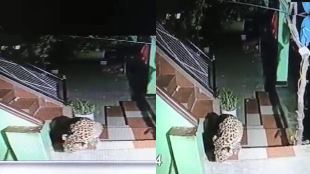 The leopard took away the pet dog after entering the house in chamba