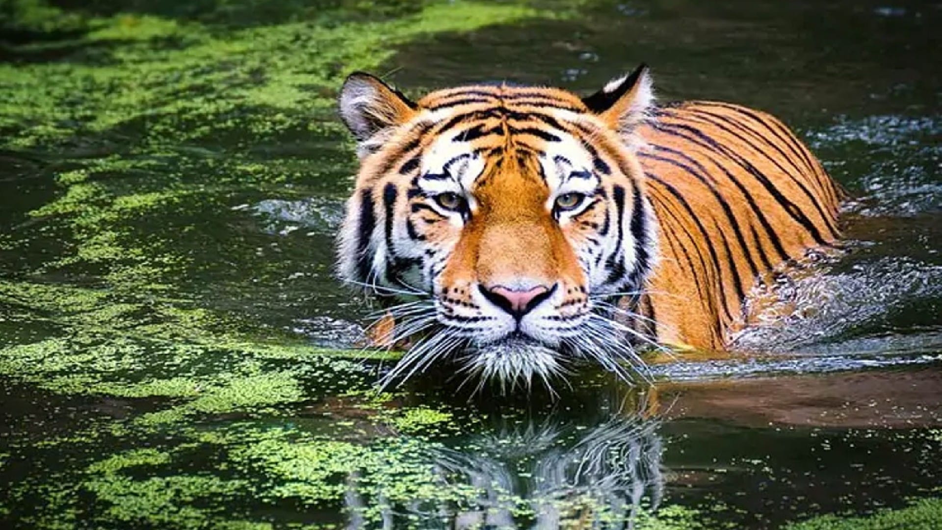 Bandhavgarh Tiger Reserve: Dead body of tigress found again, 18 tigers died in Madhya Pradesh so far this year