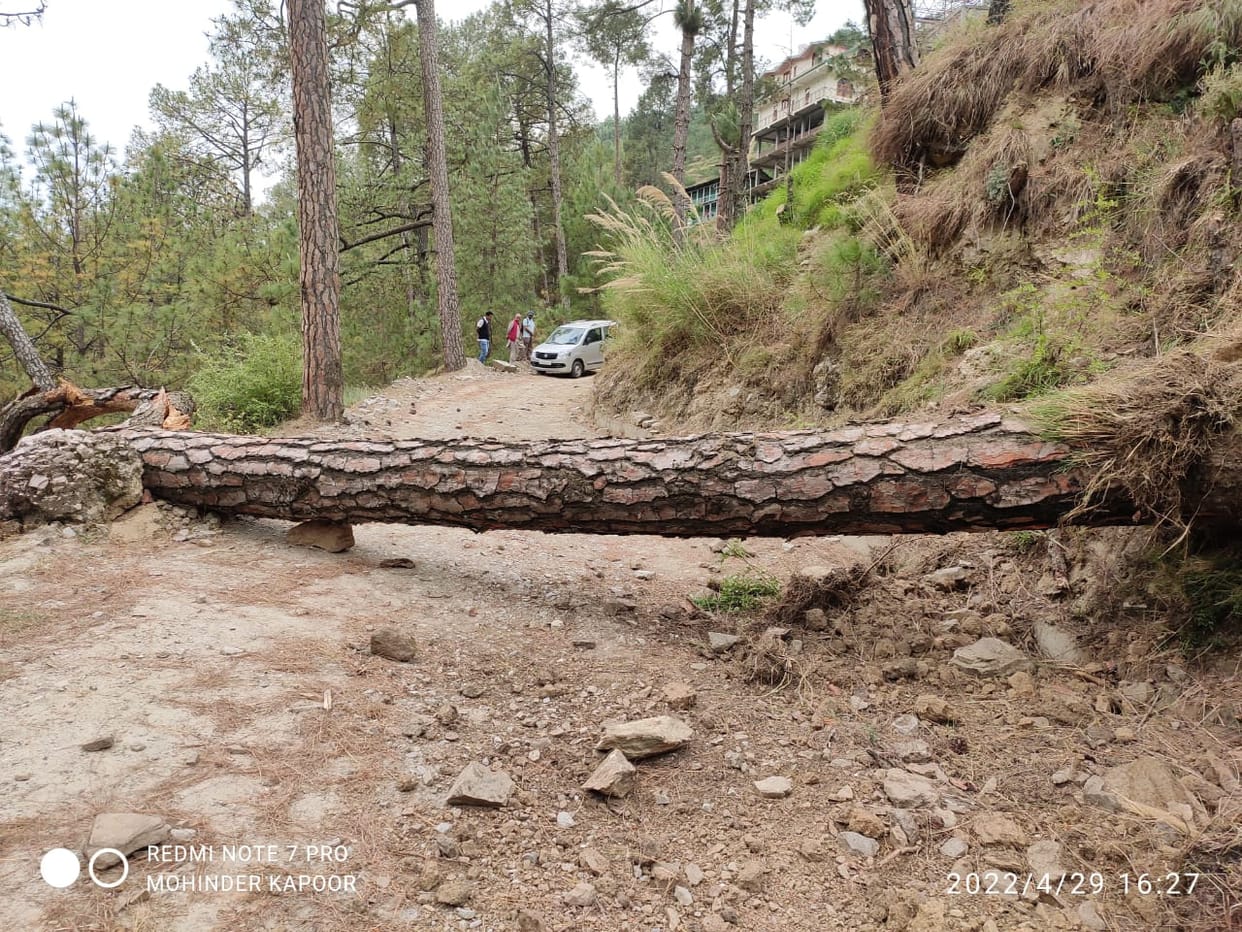 three student injured due to fall in tree