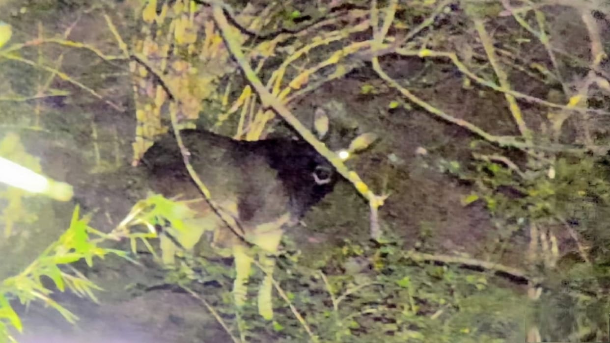 Wildlife Himachal: Rare animal serow seen again in Great Himalayan National Park