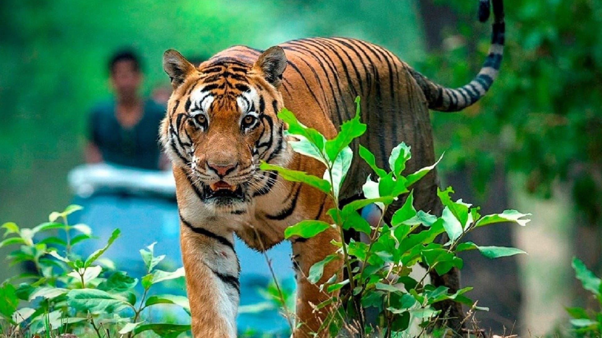 Bandhavgarh Tiger Reserve: Dead body of tigress found again, 18 tigers died in Madhya Pradesh so far this year