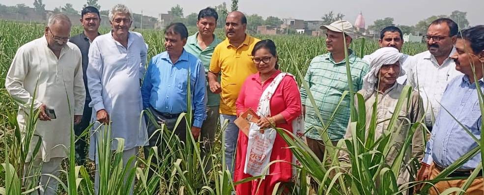 Suggest ways to save crop from top borer