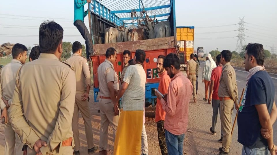 police caught container full of govansh in agra