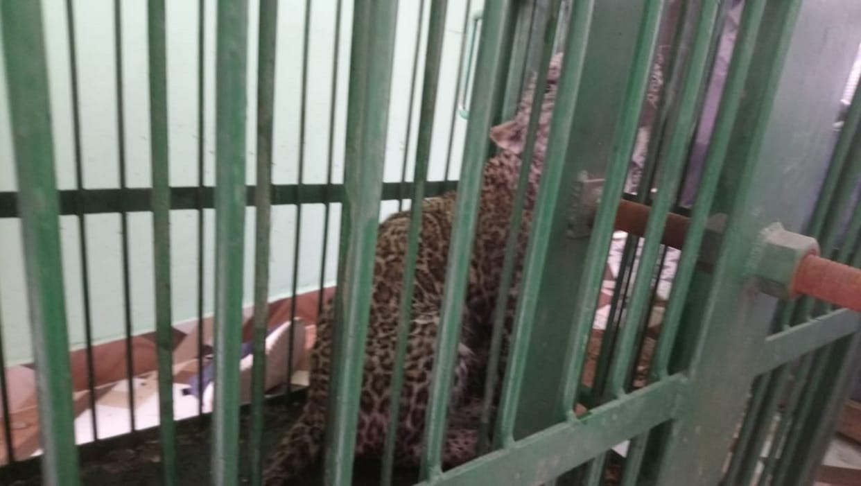 People burnt alive guldar imprisoned in cage in Pauri