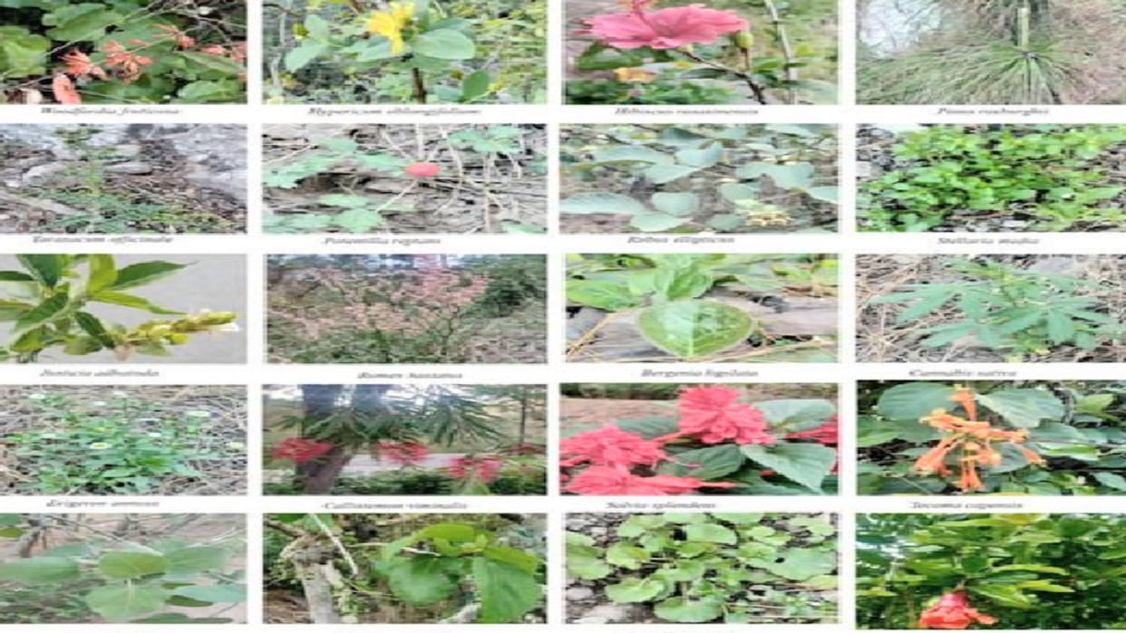 Revealed in the study: The new generation does not know the medicinal properties of hundreds of plants, the need for timely documentation