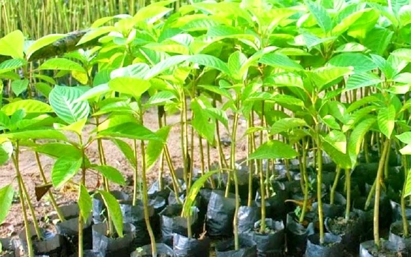 Plantation scam in Kanpur, plants were bought arbitrarily in Kakwan block