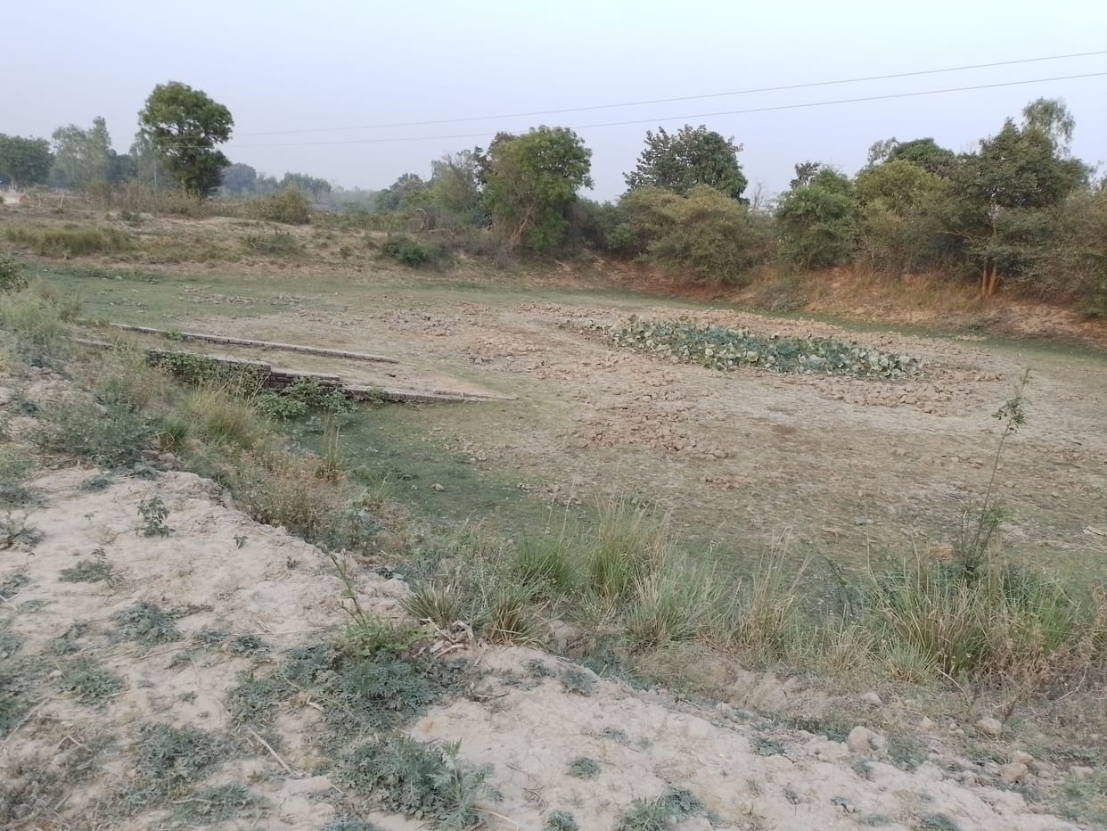 Cattle wandering for water in scorching heat