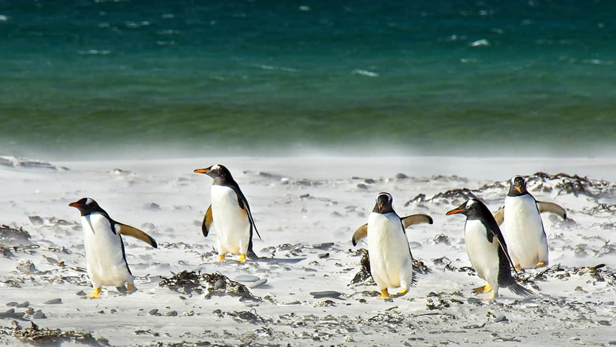 Mystery as dozens of beheaded penguins wash up on beach leaving scientists stumped in Australia