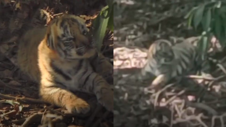 Tiger increased in Madhya Pradesh: Tigress gave birth to two cubs in Nauradehi Sanctuary, picture surfaced