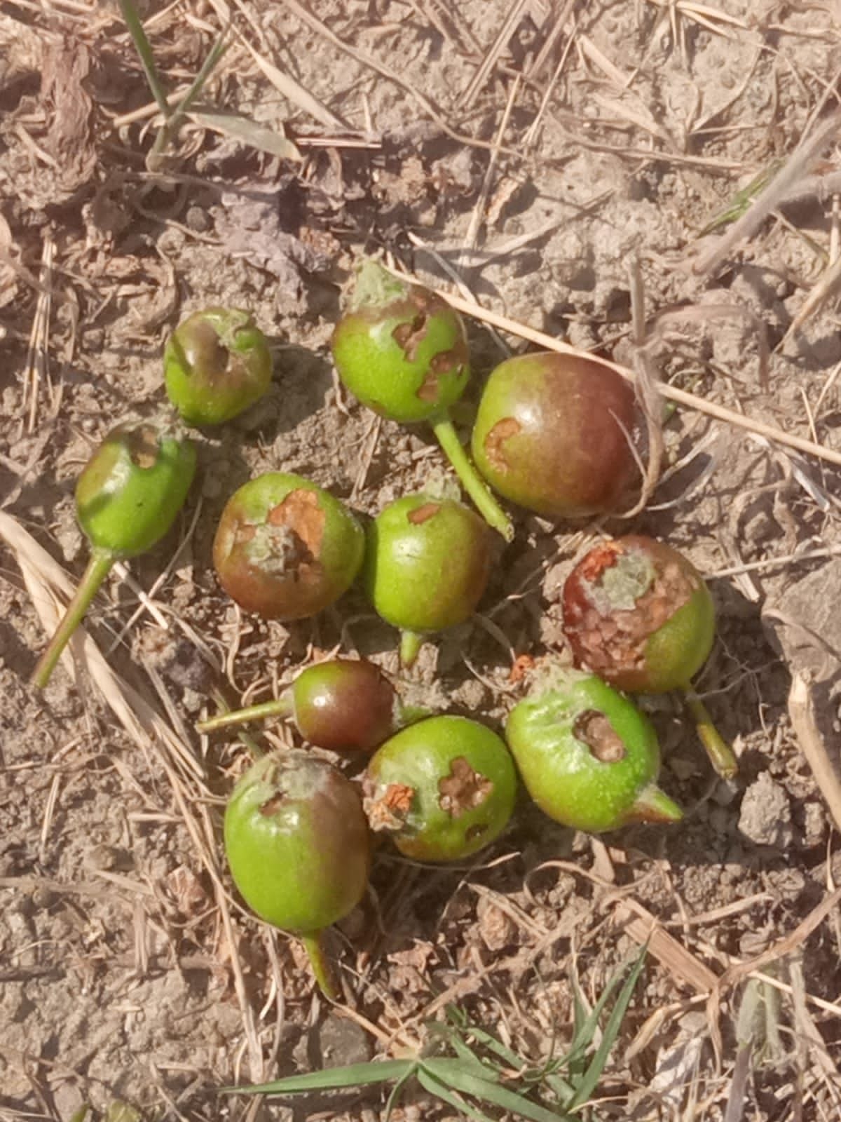 Crisis on apple crop due to rise in temperature and outbreak of pests