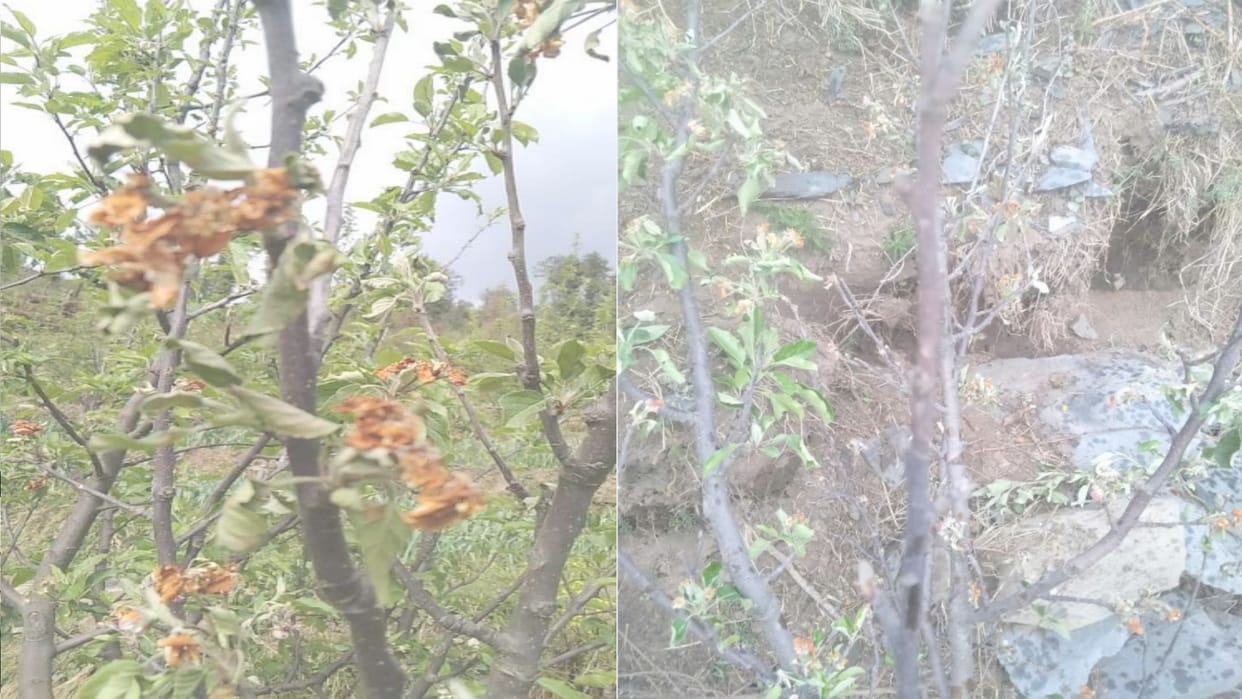 35,000 damaged due to dry weather effects Apple Plants in Himachal's Kullu
