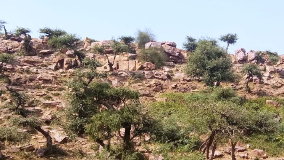 Number of peacocks decreasing in Giriraj mountain area in Mathura