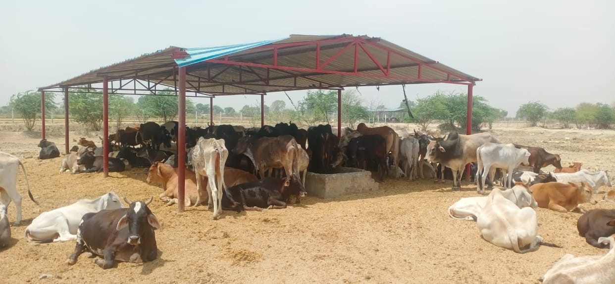 Hathras: No fodder and water arrangement for cows, no shade to sit