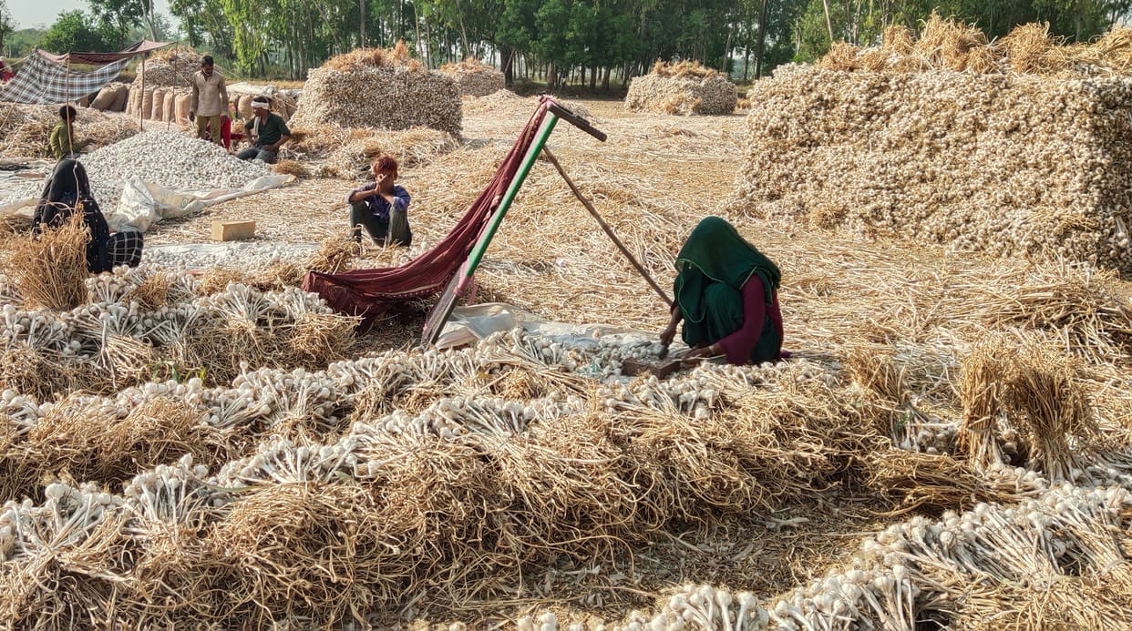 Garlic cultivation became a loss deal for farmers due to fall in prices