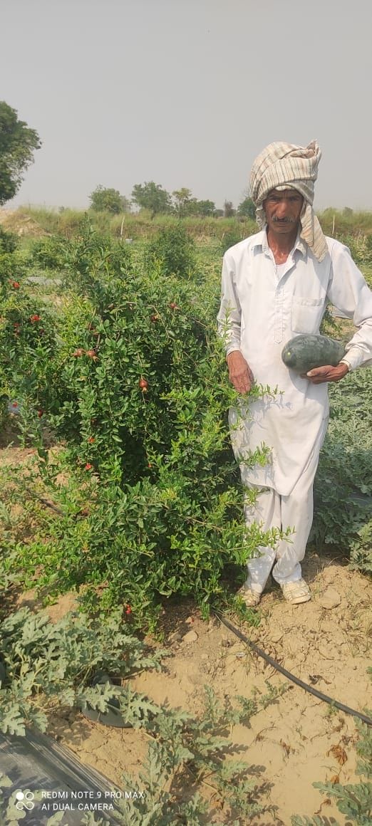 Searched for a means of additional earning by planting 500 pomegranate saplings in one and a half acres of land