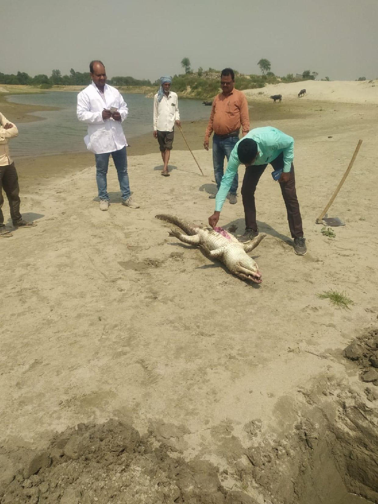 Clashes between two crocodiles lasted for hours, one died
