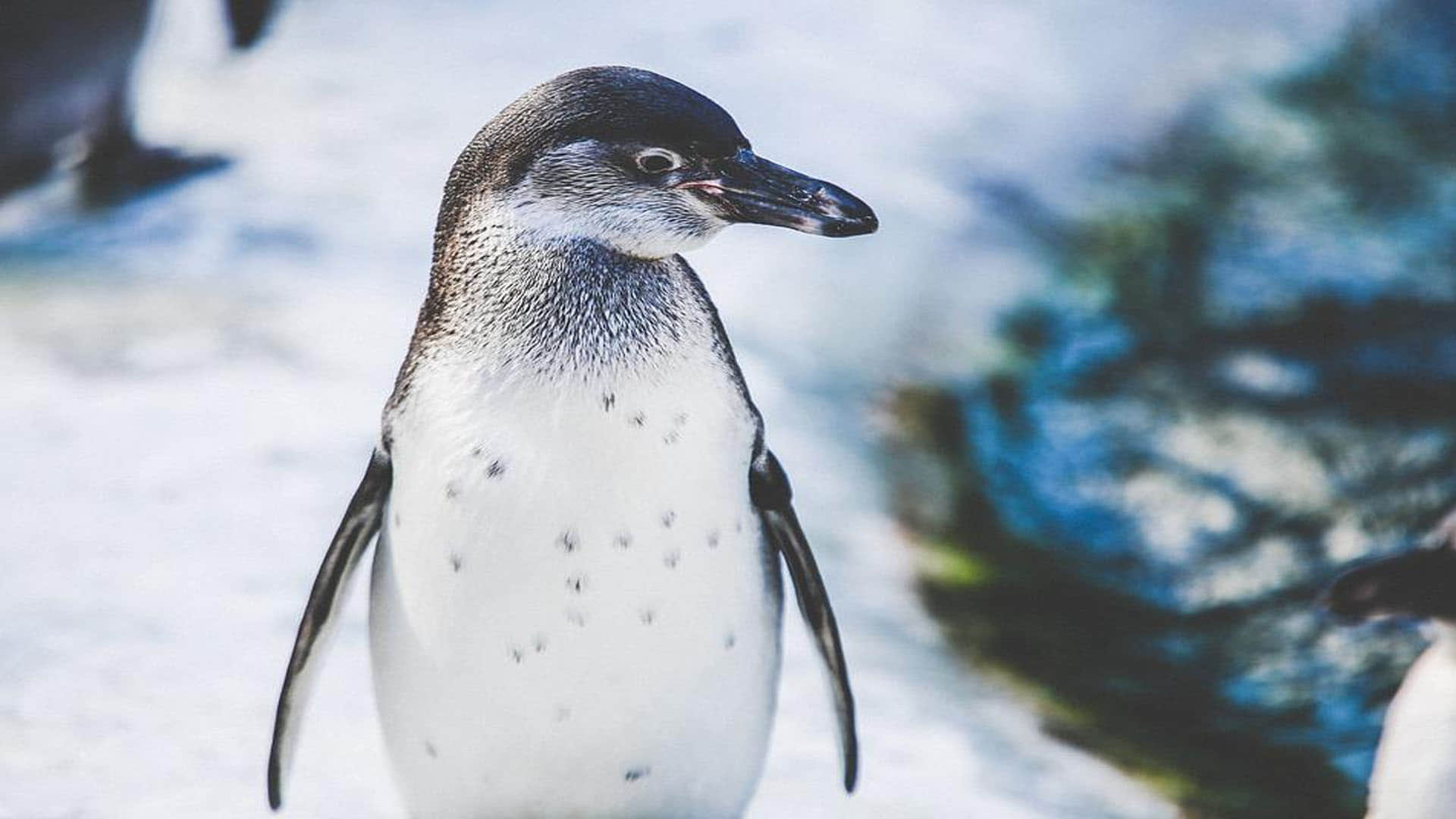 Mystery as dozens of beheaded penguins wash up on beach leaving scientists stumped in Australia