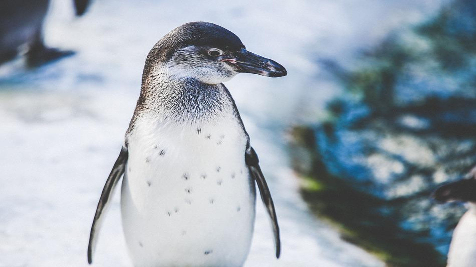 Mystery as dozens of beheaded penguins wash up on beach leaving scientists stumped in Australia